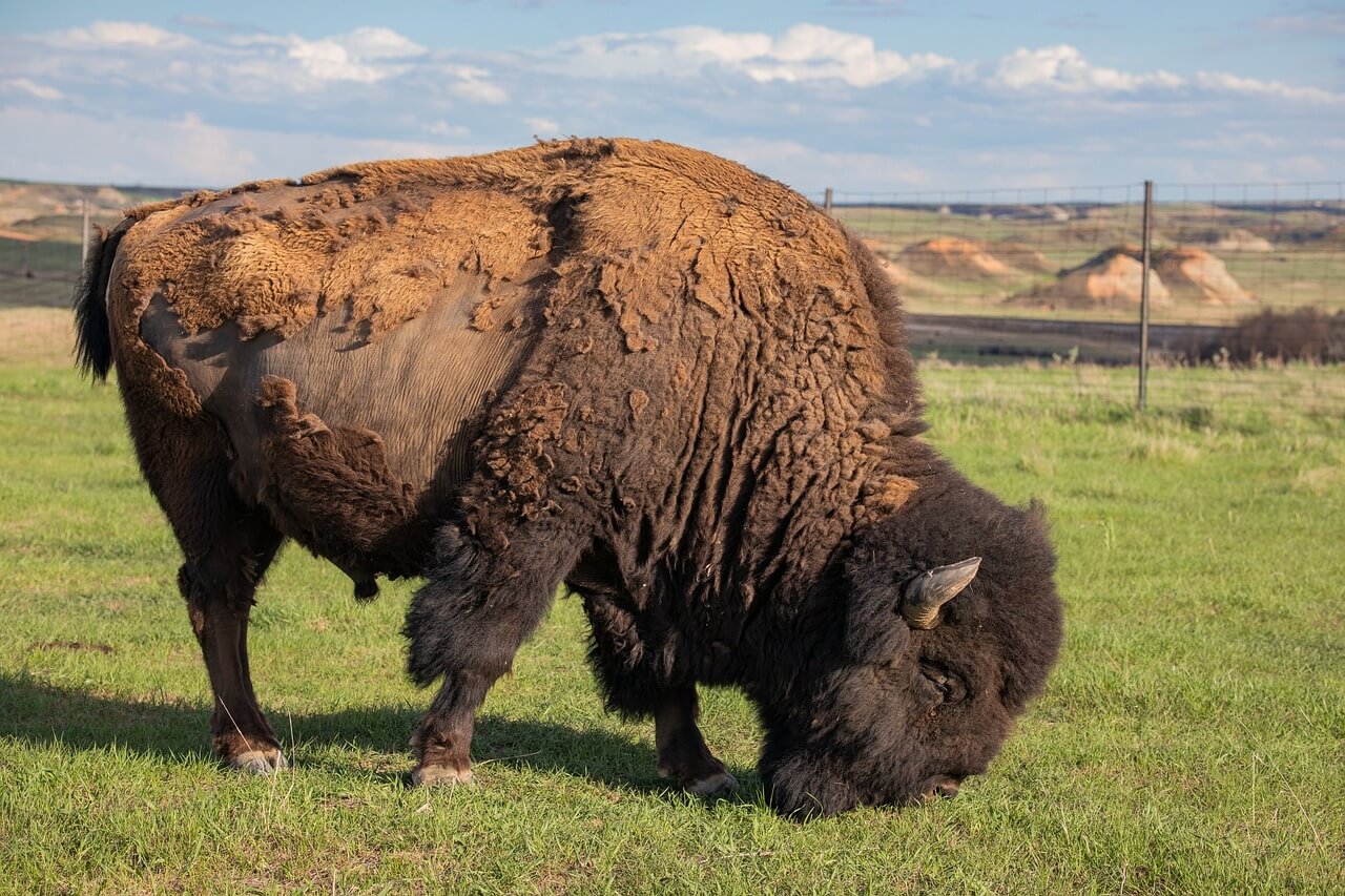 image from North Dakota